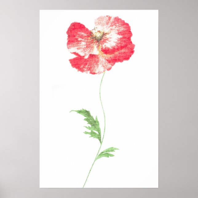 Wild poppy flower poster (Front)