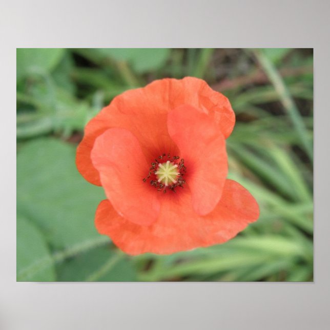 Wild Poppy Flower Print (Front)