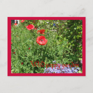 Wild poppy garden postcard