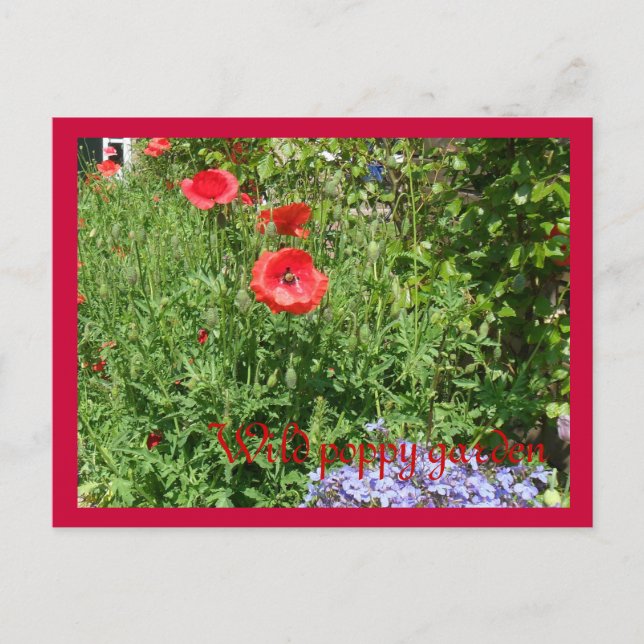 Wild poppy garden postcard (Front)