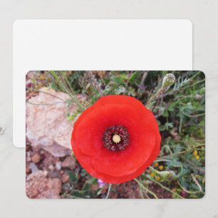 Wild Poppy Holiday Card