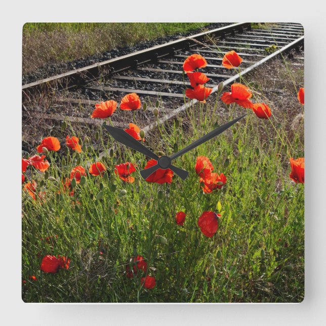 Wild poppy  square wall clock (Front)