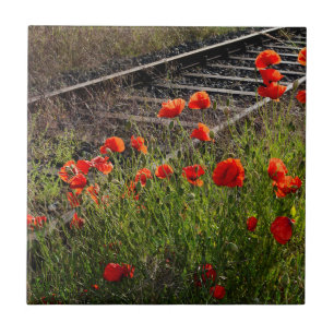 Wild poppy    tile