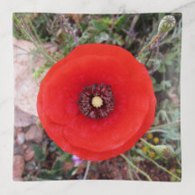 Wild Poppy