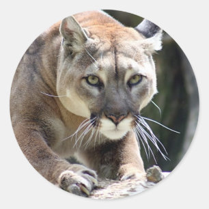 Wild Puma Classic Round Sticker