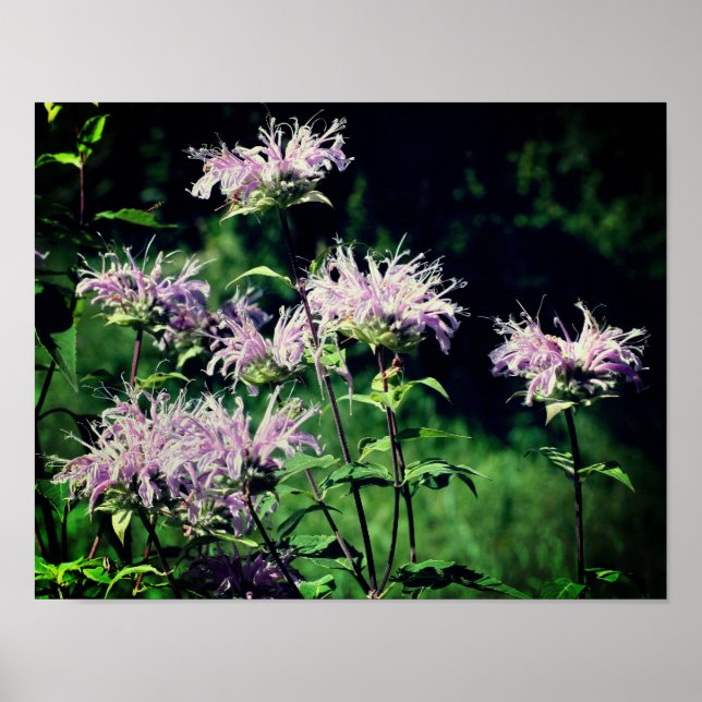 Wild Purple Bee Balm  Poster (Front)