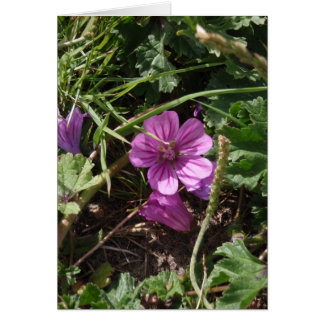 Wild Purple Cranesbill