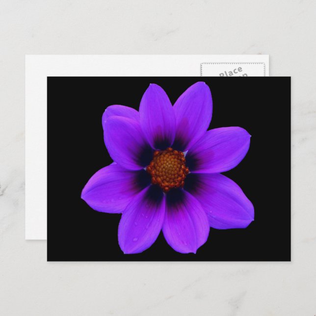 Wild Purple Flower at Dusk Postcard (Front/Back)