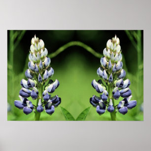 Wild Purple Lupine Flower Mirror Abstract Poster