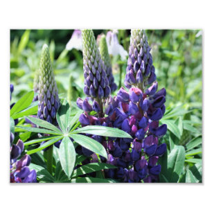 Wild Purple Lupines 10x8 Flower Photo Print