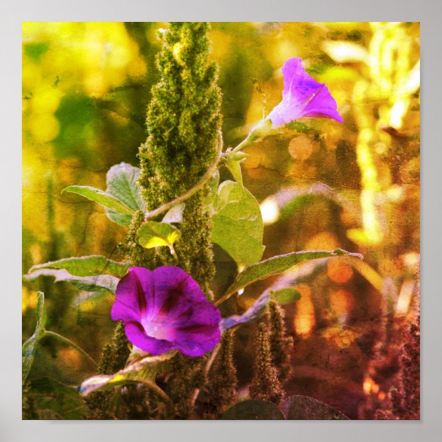 Wild Purple Morning Glory Flowers Distressed Art Poster (Front)