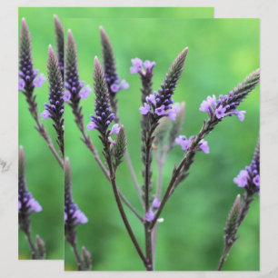 Wild Purple Vervain Flower Scrapbook