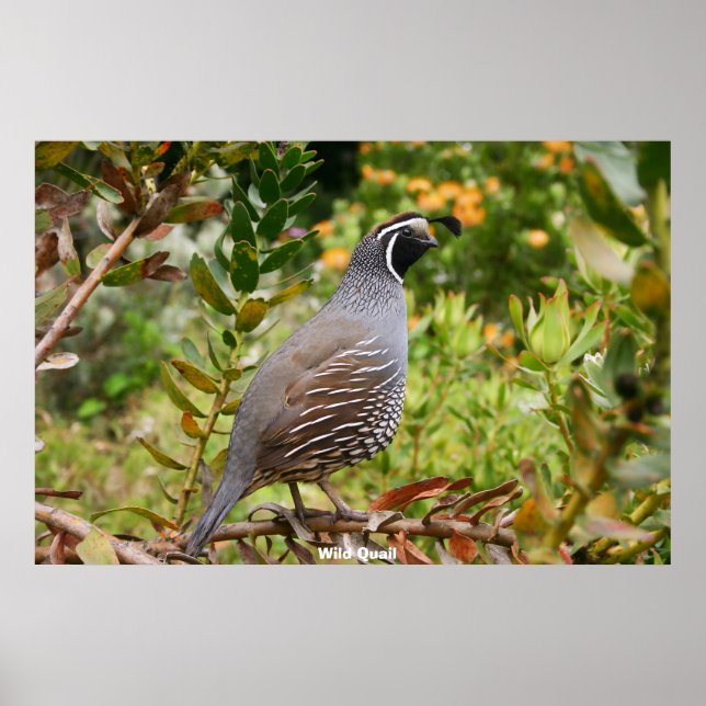 Wild Quail Poster (Front)