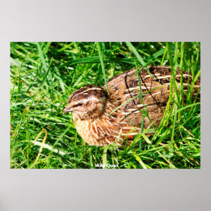 Wild Quail Poster