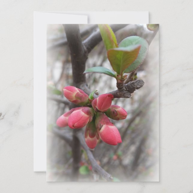 wild quince blooming (Front)