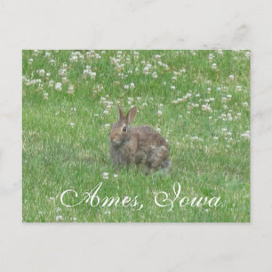 Wild Rabbit Ames, Iowa Postcard