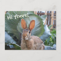 [Wild Rabbit] Cute Bunny in Garden Any Occasion