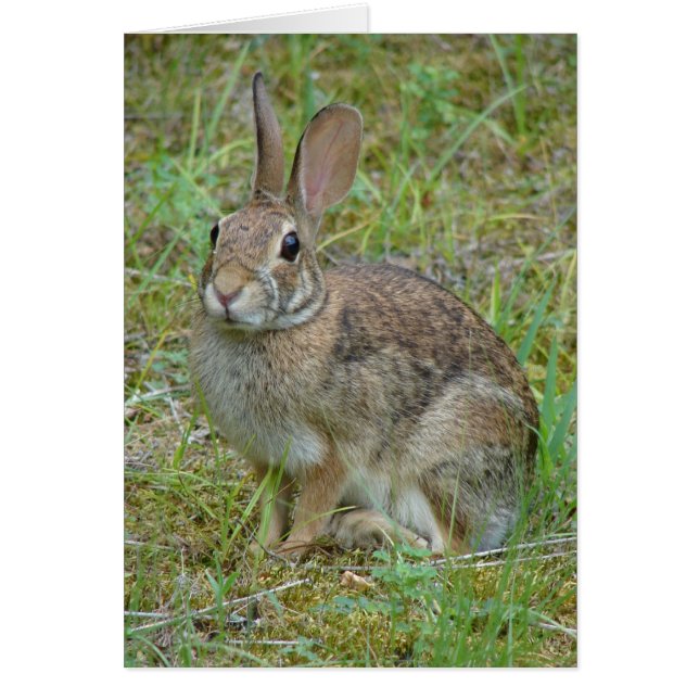 Wild Rabbit Eastern Cottontail Apparel and Gifts (Front)
