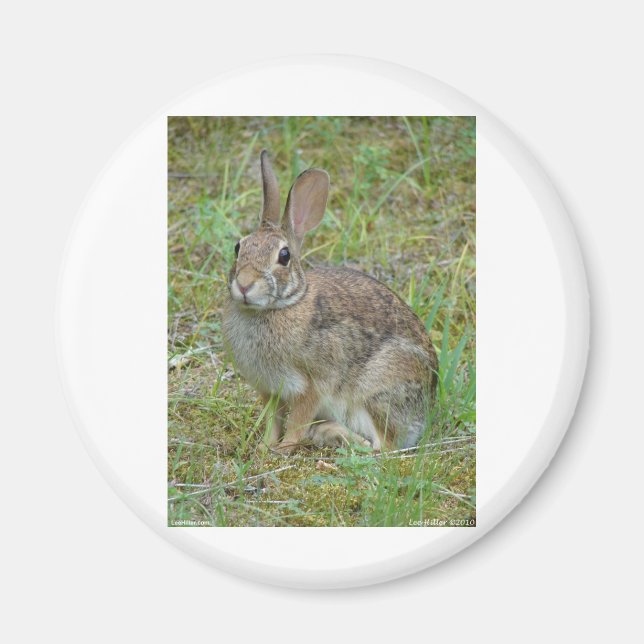 Wild Rabbit Eastern Cottontail Apparel and Gifts Magnet (Front)