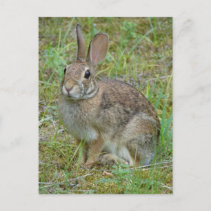 Wild Rabbit Eastern Cottontail Apparel and Gifts Postcard