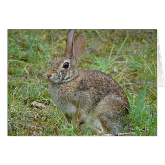 Wild Rabbit Eastern Cottontail II Apparel & Gifts (Front Horizontal)