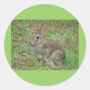 Wild Rabbit Eastern Cottontail II Apparel & Gifts Classic Round Sticker
