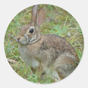 Wild Rabbit Eastern Cottontail II Apparel & Gifts Classic Round Sticker