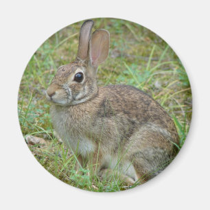 Wild Rabbit Eastern Cottontail II Apparel & Gifts Magnet
