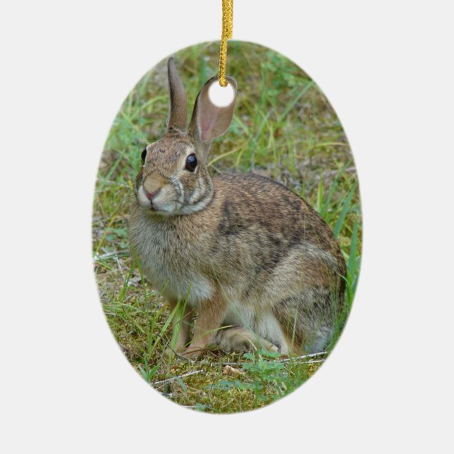 Wild Rabbit Eastern Cottontail Ornament (Front)