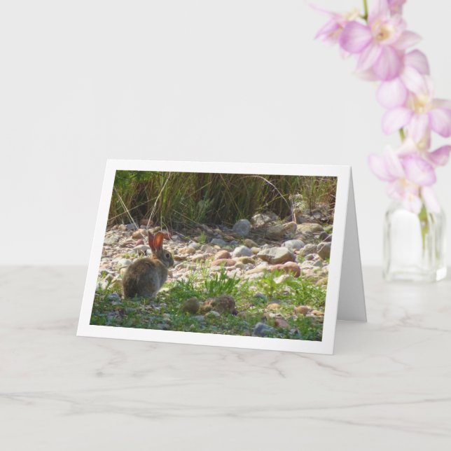 Wild Rabbit in Canyon Card (Orchid)