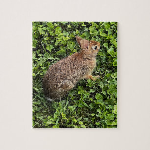 Wild rabbit in grass and clover, puzzles