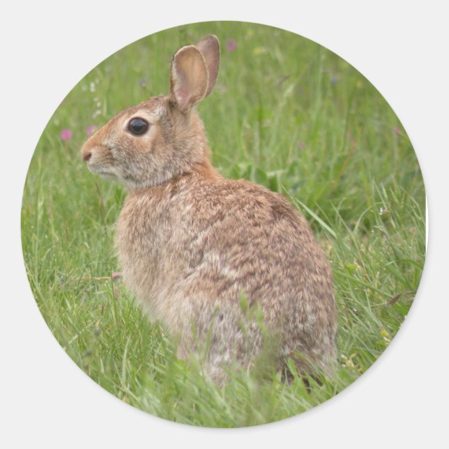 Wild Rabbit in My Backyard Classic Round Sticker (Front)