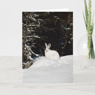 Wild Rabbit In Snow Holiday Card