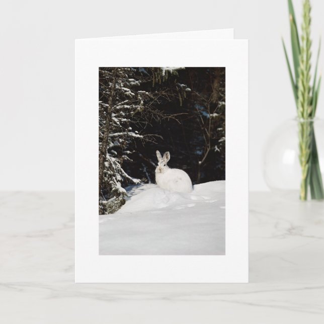 Wild Rabbit In Snow Xmas Holiday Christmas (Front)