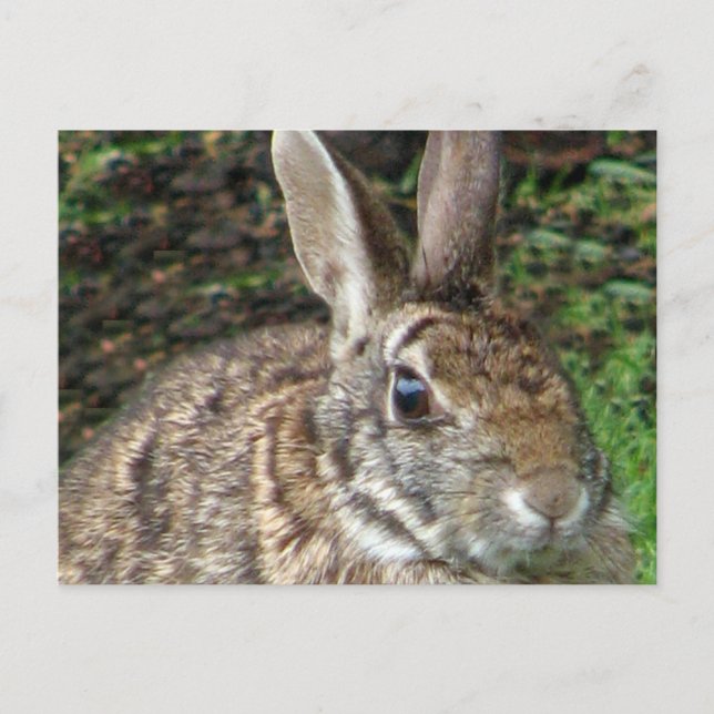 Wild Rabbit Up Close Postcard (Front)