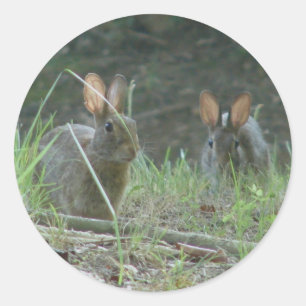 Wild Rabbits Eastern Cottontail Pair Apparel Gifts Classic Round Sticker
