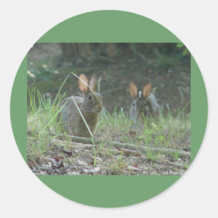 Wild Rabbits Eastern Cottontail Pair Apparel Gifts Classic Round Sticker