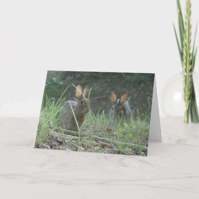 Wild Rabbits Eastern Cottontail Pair Apparel Gifts Holiday Card (Front)