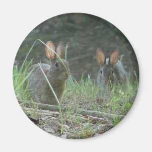 Wild Rabbits Eastern Cottontail Pair Apparel Gifts Magnet