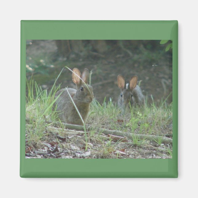 Wild Rabbits Eastern Cottontail Pair Apparel Gifts Magnet (Front)
