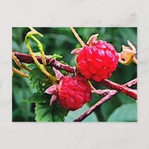 Wild Raspberries Postcard