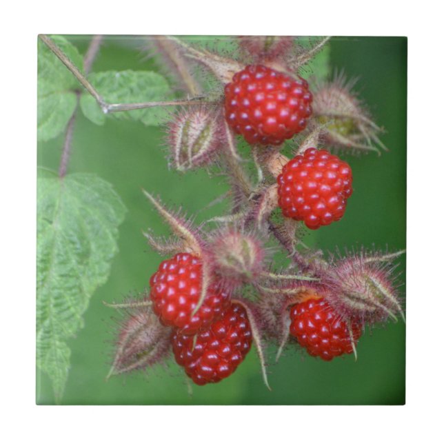 Wild Raspberry Tile (Front)