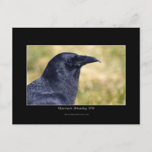 Wild Raven Photo Portrait Postcard