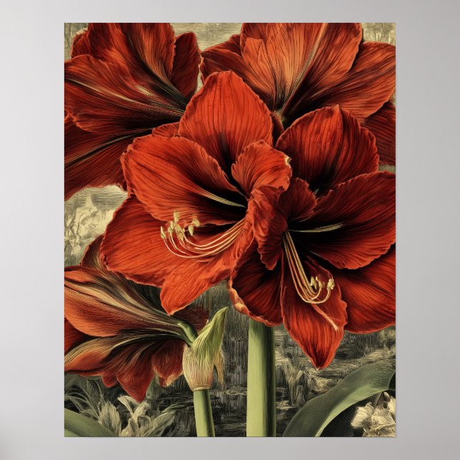 wild red amaryllis flowers poster (Front)