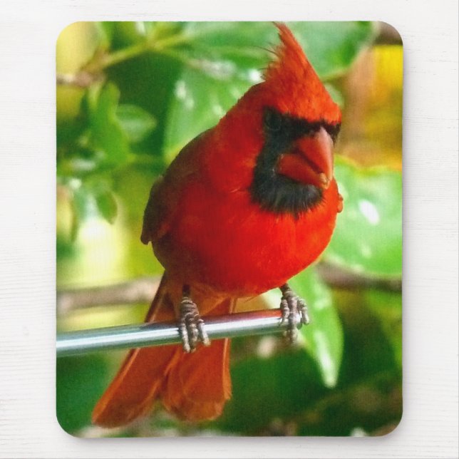 Wild Red Cardinal in Hawaii Mouse Mat (Front)