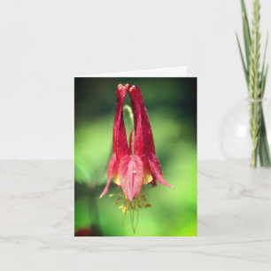 Wild Red Columbine Flower Photography Note Card