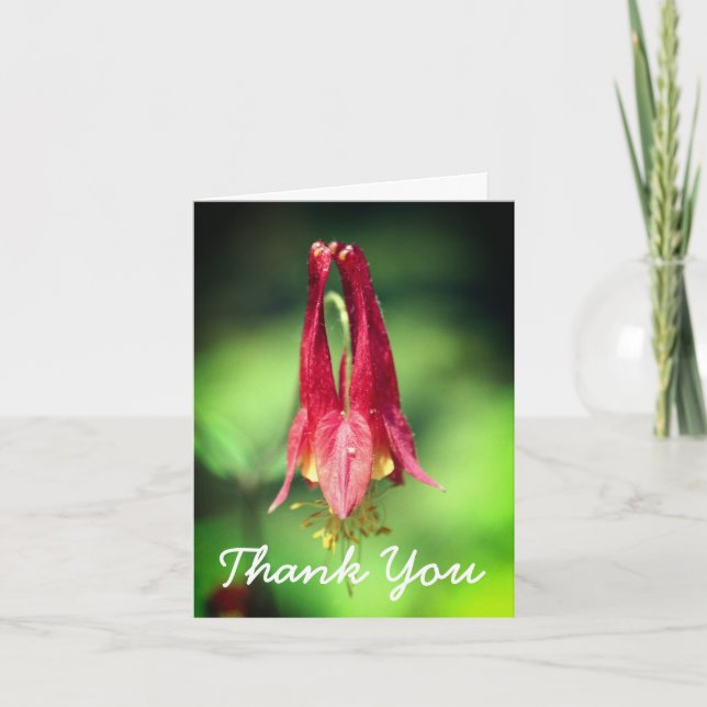Wild Red Columbine Flower Thank You Card (Front)
