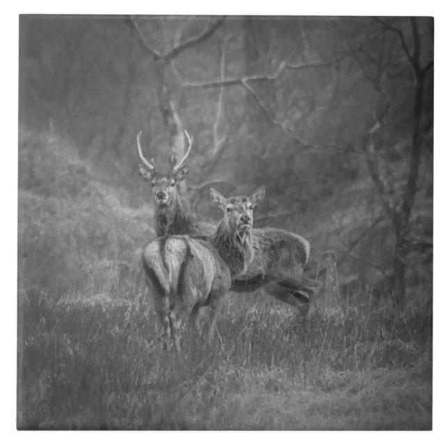 Wild Red deer and stag in Scotland Tile (Front)
