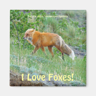 Wild Red Fox-lover Animal Wildlife Art Magnet