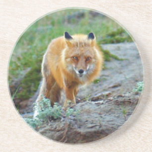 Wild Red Fox Vixen Wildlife Photo Art Coaster